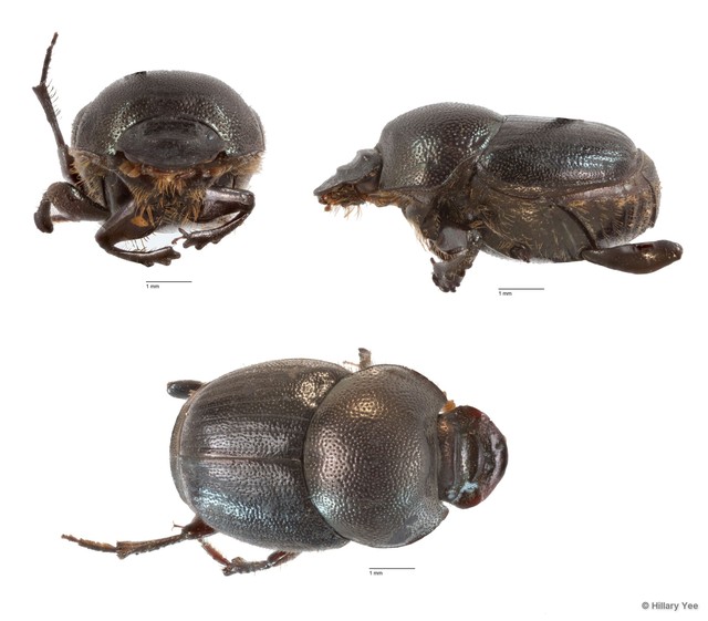 Onthophagus sp. "11" • © Hillary Yee • All Rights Reserved