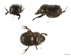 Onthophagus sp. "11" • © Hillary Yee • All Rights Reserved