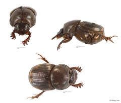Onthophagus sp. "12" • © Hillary Yee • All Rights Reserved