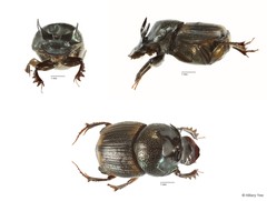 Onthophagus sp. "12" • © Hillary Yee • All Rights Reserved