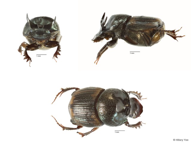 Onthophagus sp. "12"