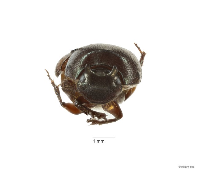 Onthophagus sp. "12"