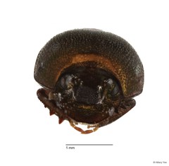 Onthophagus sp. "12" • © Hillary Yee • All Rights Reserved