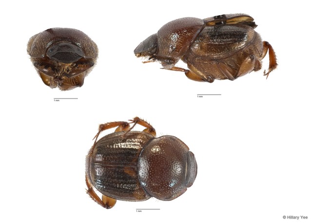 Onthophagus sp. "15" • © Hillary Yee • All Rights Reserved