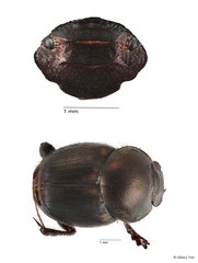 Onthophagus sp. "16" • © Hillary Yee • All Rights Reserved