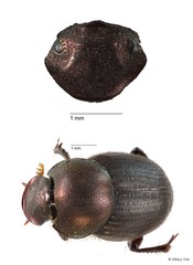 Onthophagus sp. "16" • © Hillary Yee • All Rights Reserved