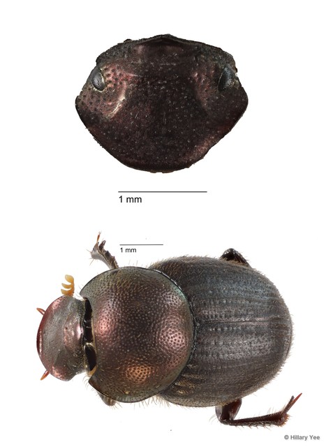 Onthophagus sp. "16"