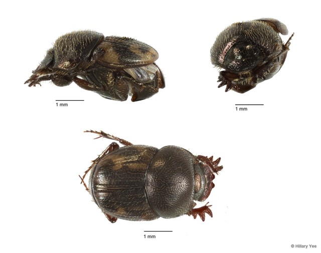 Onthophagus sp. "2" • © Hillary Yee • All Rights Reserved
