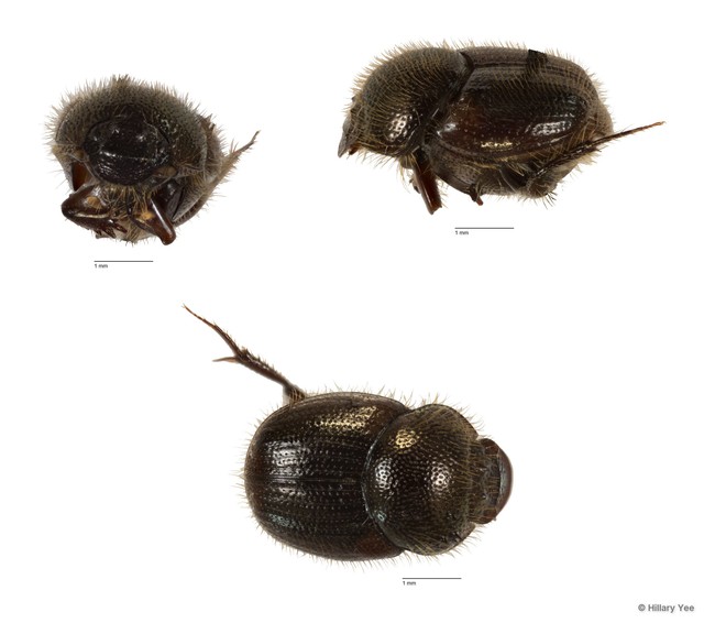 Onthophagus sp. "20" • © Hillary Yee • All Rights Reserved