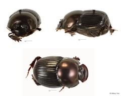 Onthophagus sp. "21"