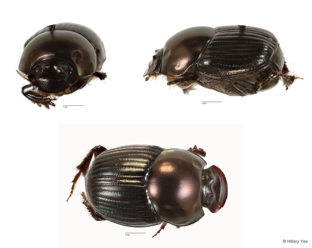 Onthophagus sp. "21" • © Hillary Yee • All Rights Reserved