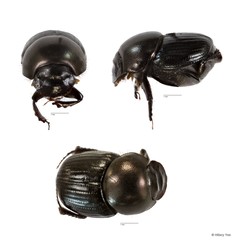 Onthophagus sp. "22" • © Hillary Yee • All Rights Reserved