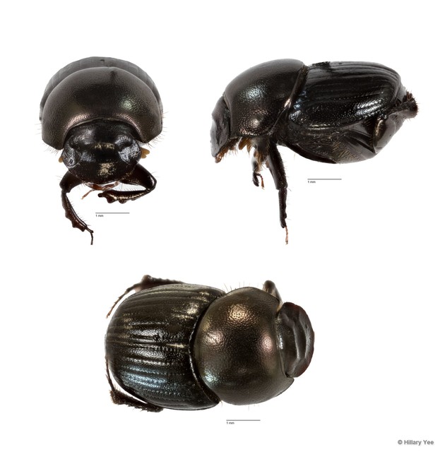 Onthophagus sp. "22" • © Hillary Yee • All Rights Reserved