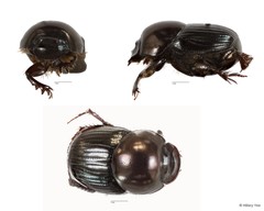 Onthophagus sp. "22" • © Hillary Yee • All Rights Reserved