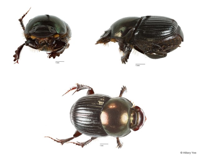 Onthophagus sp. "3" • © Hillary Yee • All Rights Reserved