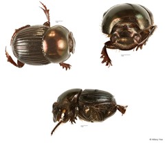 Onthophagus sp. "3" • © Hillary Yee • All Rights Reserved