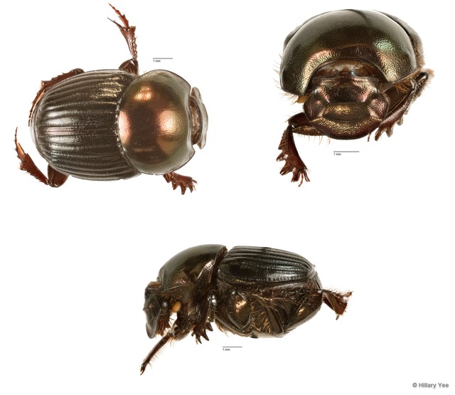 Onthophagus sp. "3"
