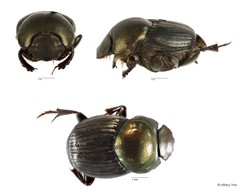 Onthophagus sp. "4" • © Hillary Yee • All Rights Reserved