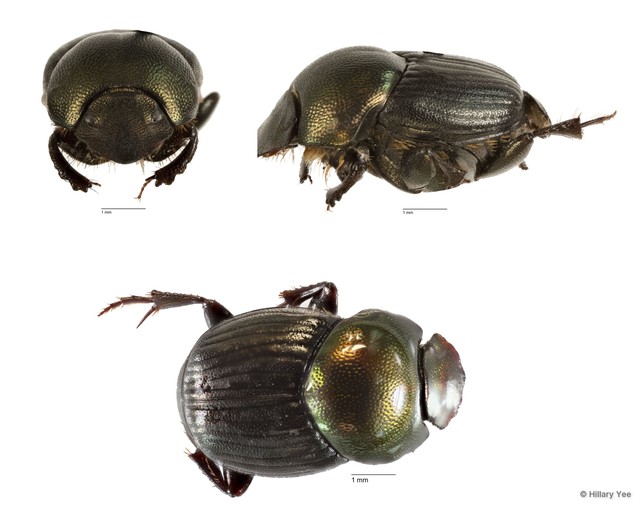 Onthophagus sp. "4" • © Hillary Yee • All Rights Reserved