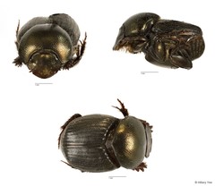 Onthophagus sp. "4" • © Hillary Yee • All Rights Reserved
