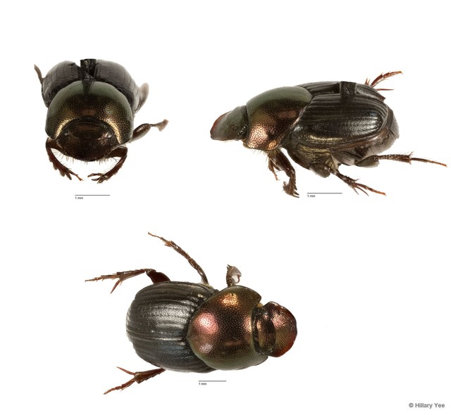 Onthophagus sp. "5" • © Hillary Yee • All Rights Reserved