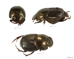 Onthophagus sp. "5" • © Hillary Yee • All Rights Reserved