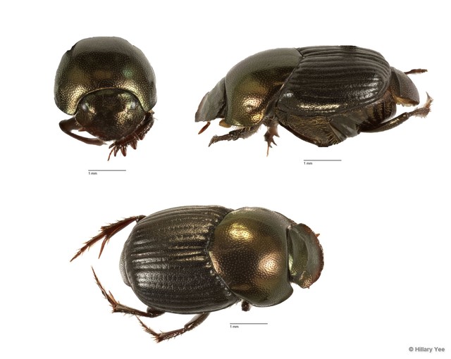 Onthophagus sp. "5"