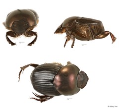 Onthophagus sp. "6" • © Hillary Yee • All Rights Reserved