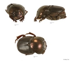 Onthophagus sp. "6" • © Hillary Yee • All Rights Reserved