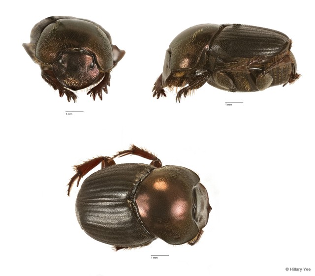 Onthophagus sp. "6"