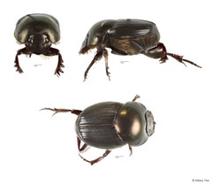 Onthophagus sp. "7" • © Hillary Yee • All Rights Reserved