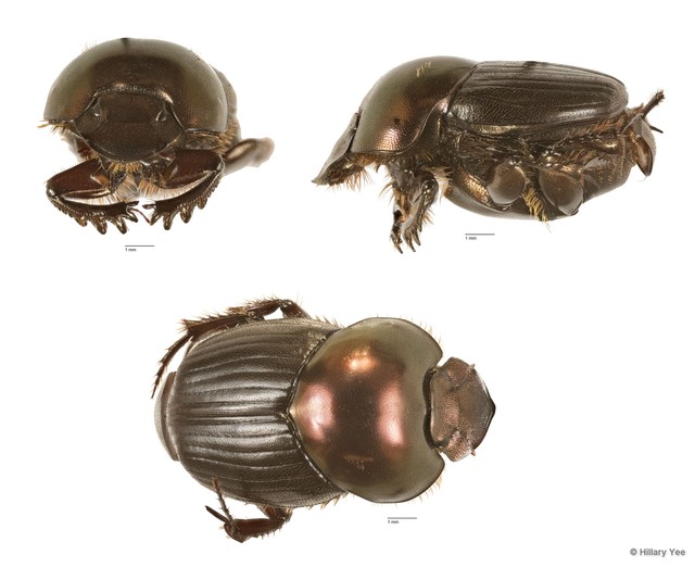 Onthophagus sp. "7"