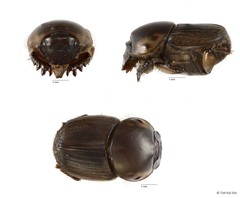 Onthophagus (Onthophagus) babirussa • © Toh Kai Xin • All Rights Reserved