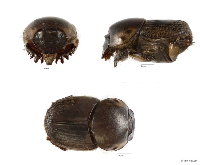 Onthophagus (Onthophagus) babirussa • © Toh Kai Xin • All Rights Reserved