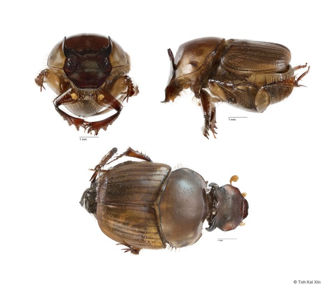Onthophagus (Onthophagus) babirussa