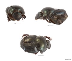 Onthophagus (Onthophagiellus) crassicollis • © Hillary Yee • All Rights Reserved