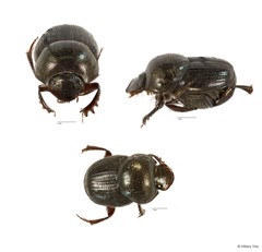 Onthophagus (Onthophagiellus) crassicollis • © Hillary Yee • All Rights Reserved