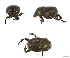 Onthophagus (Gibbonthophagus) luridipennis • © Hillary Yee • All Rights Reserved