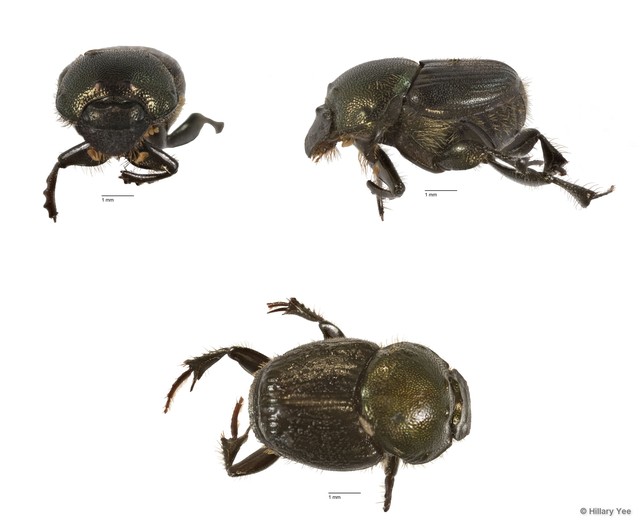 Onthophagus (Gibbonthophagus) luridipennis • © Hillary Yee • All Rights Reserved