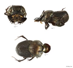 Onthophagus (Gibbonthophagus) luridipennis • © Hillary Yee • All Rights Reserved