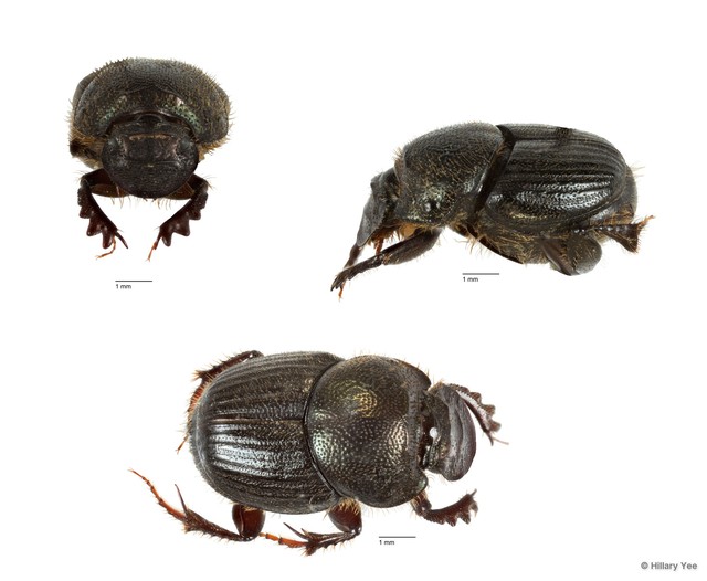 Onthophagus orientalis • © Hillary Yee • All Rights Reserved