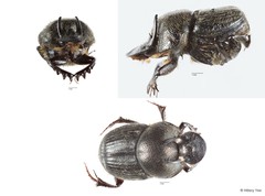 Onthophagus orientalis • © Hillary Yee • All Rights Reserved