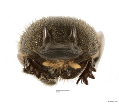 Onthophagus orientalis • © Hillary Yee • All Rights Reserved