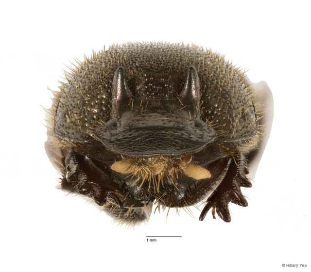 Onthophagus orientalis