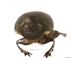 Onthophagus orientalis • © Hillary Yee • All Rights Reserved