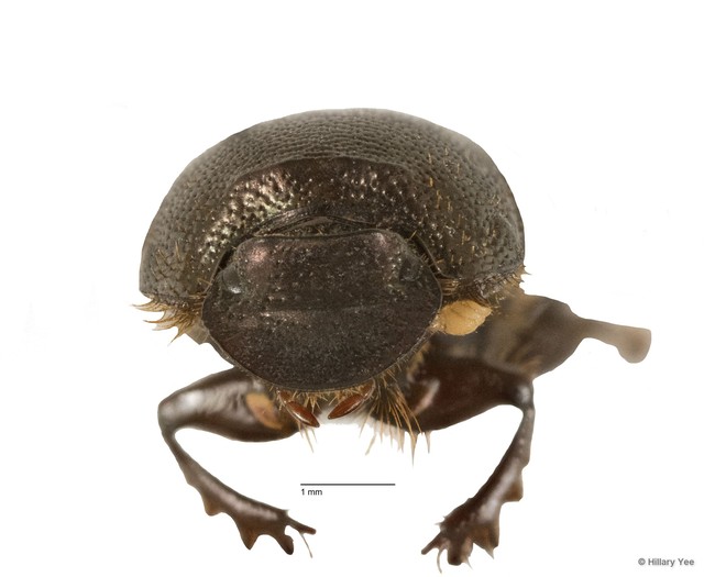 Onthophagus orientalis