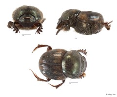 Onthophagus (Paraphanaeomorphus) phanaeides • © Hillary Yee • All Rights Reserved