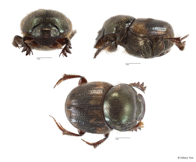 Onthophagus (Paraphanaeomorphus) phanaeides • © Hillary Yee • All Rights Reserved