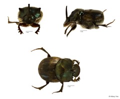 Onthophagus (Paraphanaeomorphus) phanaeides • © Hillary Yee • All Rights Reserved