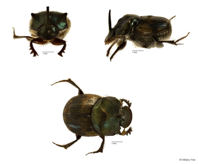 Onthophagus (Paraphanaeomorphus) phanaeides